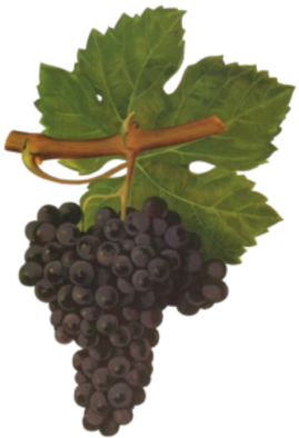 Cabernet Franc, Vin de France